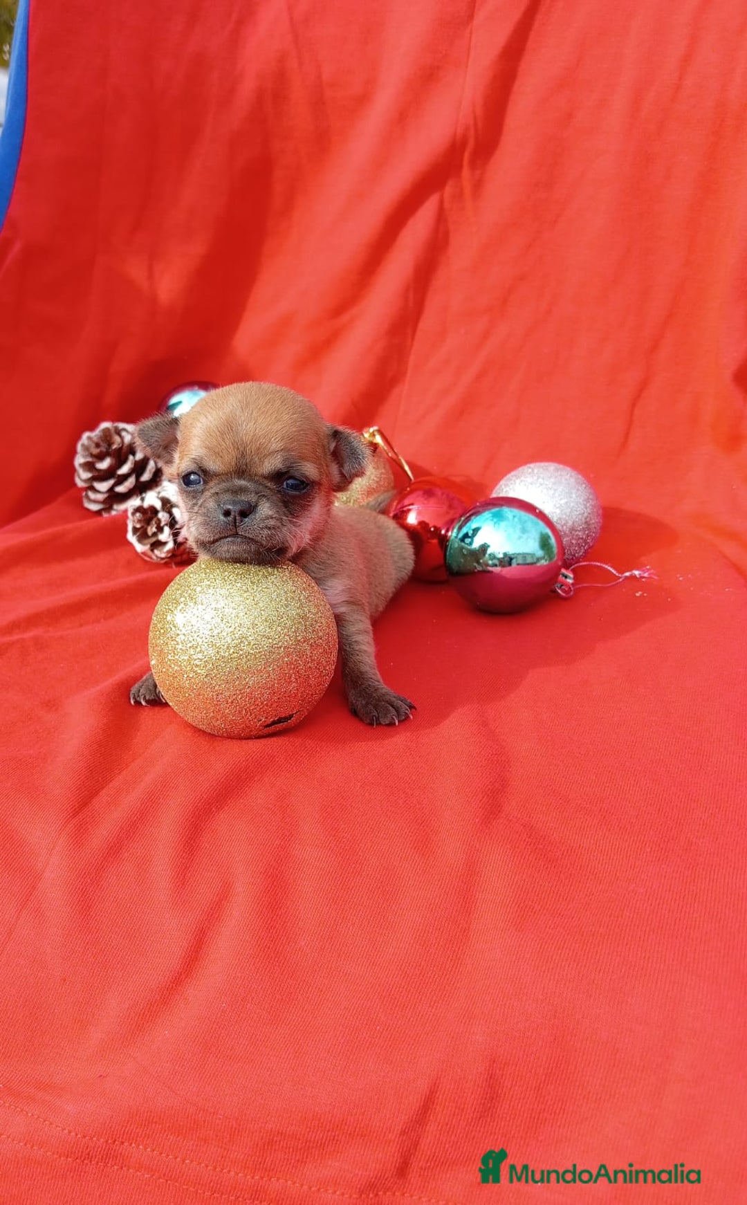 Chihuahua perros en venta: PRECIOSA PAREJA  - Anuncio 5