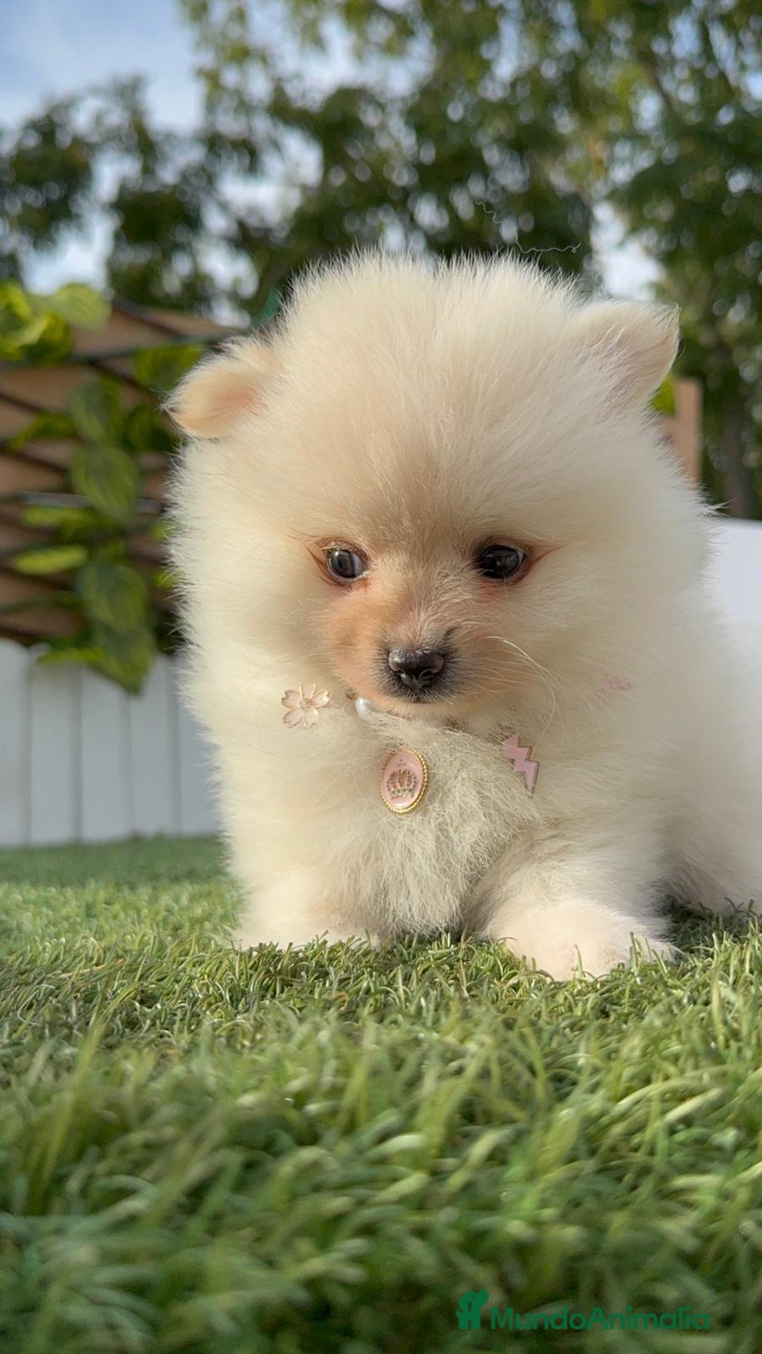 Pomerania perros en venta: POMERANIA HEMBRA - Imagen 10