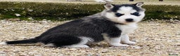 Husky Siberiano perros en venta: Husky Siberiano  - Anuncio 5