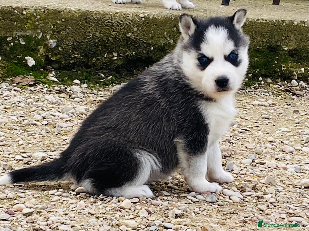 Husky Siberiano perros en venta: Husky Siberiano  - Anuncio 5