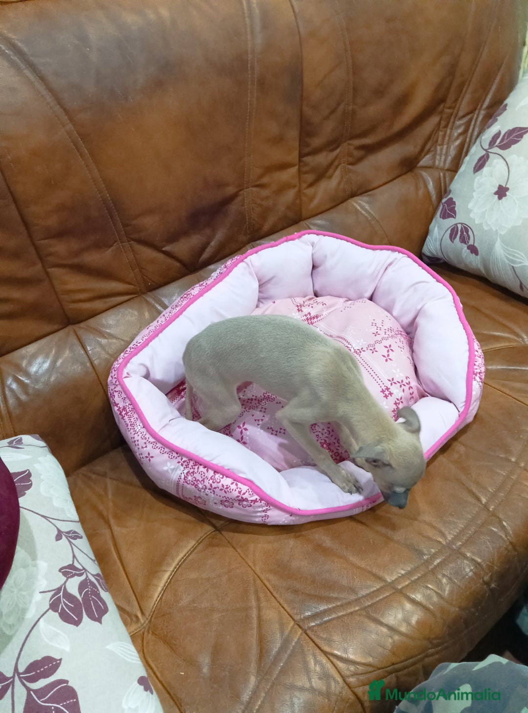 Pequeño Lebrel Italiano perros en venta: PICCOLO LEBREL ISABELINO - Anuncio 9