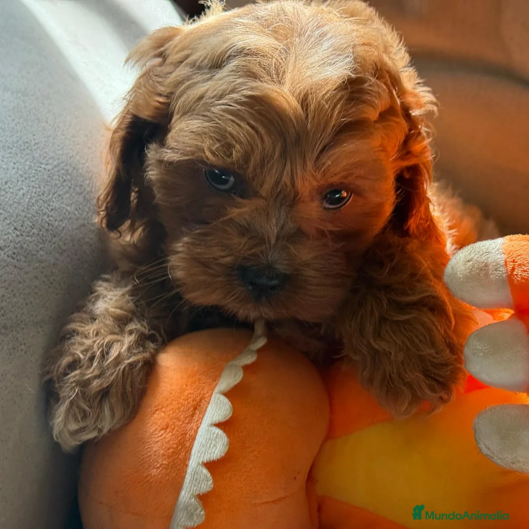 Cavapoo perros en venta: Preciosa cachorrita raza Cavapoo en Granada - Anuncio 8
