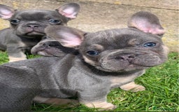 Bulldog Francés perros en venta: BULLDOG FRANCÉS - Imagen 1