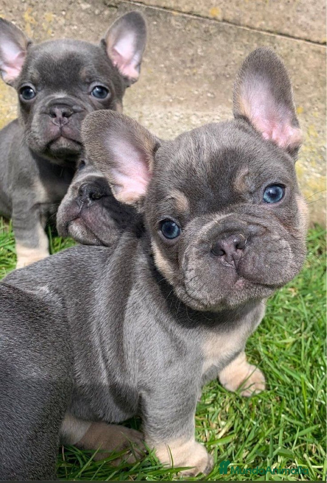 Bulldog Francés perros en venta: BULLDOG FRANCÉS - Imagen 1