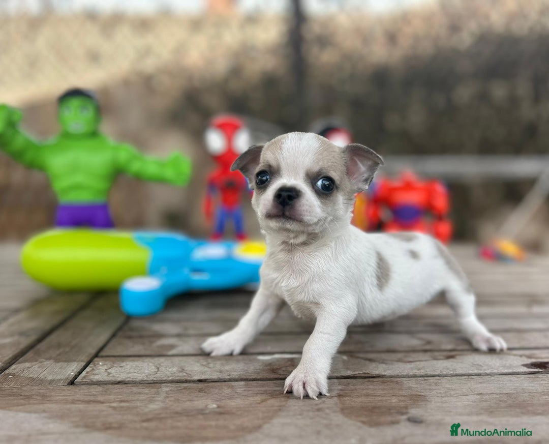Chihuahua perros en venta: Chihuahua Mini ojos azules  - Imagen 2