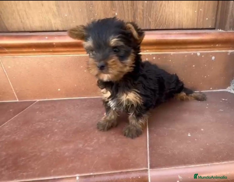 Yorkshire Terrier perros Yorkshire terrier macho toy  - Anuncio 1