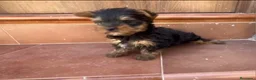 Yorkshire Terrier perros en venta: Yorkshire terrier macho toy  - Anuncio 1