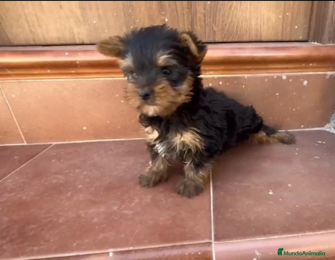 Yorkshire Terrier perros en venta: Yorkshire terrier macho toy  - Anuncio 1