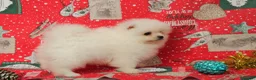 Pomerania perros en venta: POMERANIA  LINEA TOY   MUY CHATO - Anuncio 19
