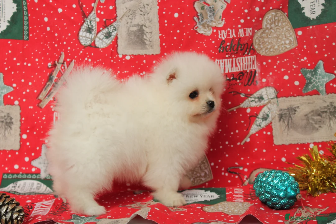 Pomerania perros en venta: POMERANIA  LINEA TOY   MUY CHATO - Anuncio 19
