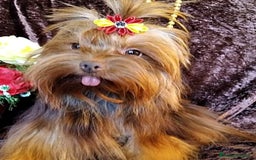Yorkshire Terrier perros en venta: Cachorros Dark chocolate y Biro - Imagen 5