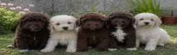 Perro de Agua Español perros en venta: Cachorritos de agua super rizaditos - Anuncio 3