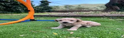 Maltipoo perros en venta: Maltipoo línea Premium 🌟 - Anuncio 4