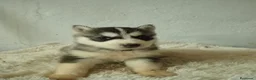 Husky Siberiano perros en venta: CACHORROS HUSKY SIBERIANO  - Anuncio 7