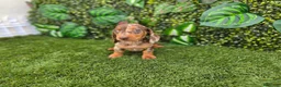 Teckel Miniatura perros en venta: TECKEL MINIATURA & KANNINCHEN ARLEQUIN - Anuncio 3
