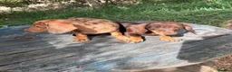 Teckel Miniatura perros en venta: Disponible Teckels de Calidad  - Anuncio 10