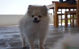 Pomerania perros en venta: 🐾 Strike y Froxty – Pomerania únicos 🐾 - Imagen 3