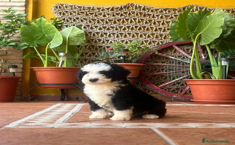 Perro de Agua Español perros - Anuncio 5
