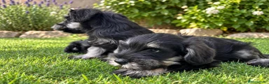 Schnauzer Miniatura 2