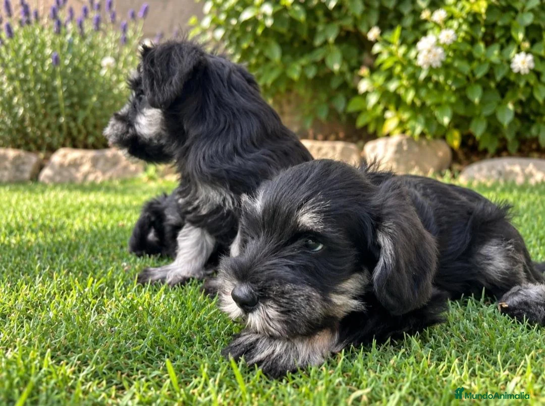 Schnauzer Miniatura perros en venta: Schnauzer miniatura - Anuncio 2
