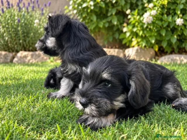 Schnauzer Miniatura perros en venta: Schnauzer miniatura - Anuncio 2