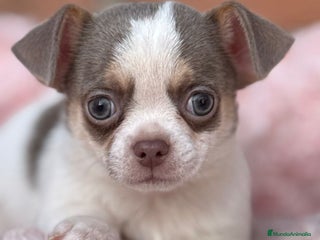 Chihuahua perros Chihuahuas estándar ojos azules - Anuncio 11