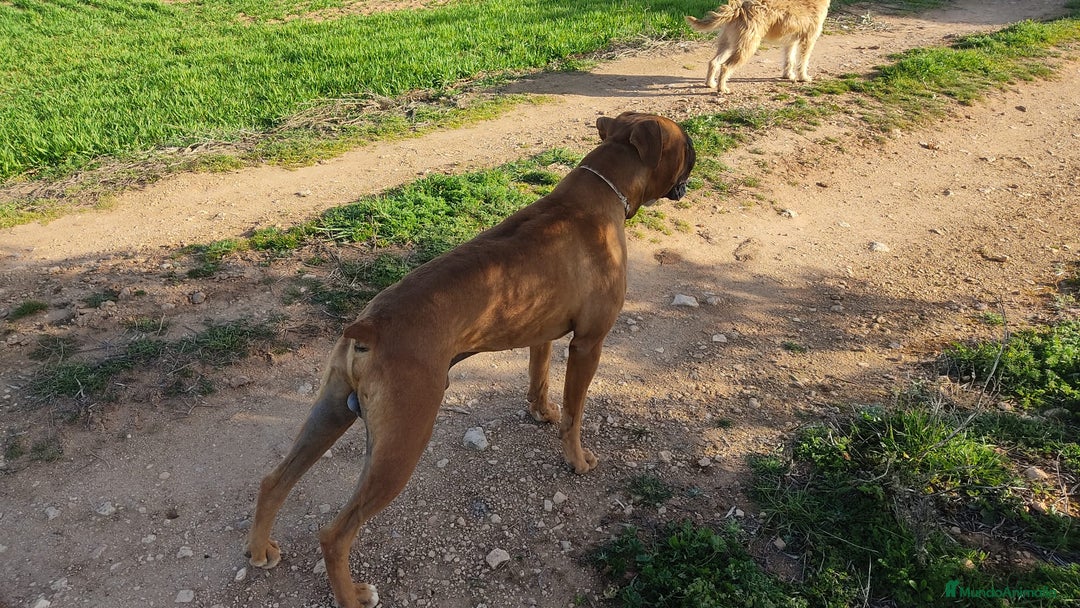 Boxer perros en venta: Boxer bicolor y tricolor  - Anuncio 3