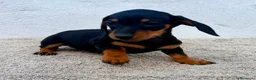 Teckel Miniatura perros en venta: Teckel kaninchen  - Anuncio 5