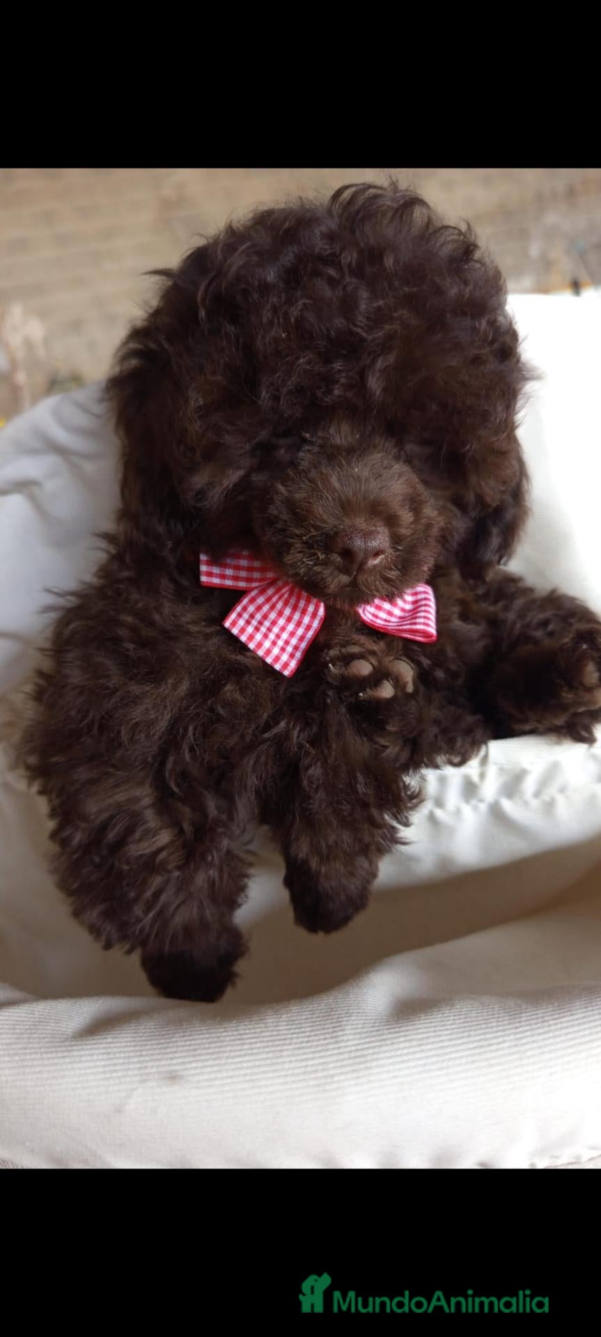 Caniche Toy perros Precioso caniche - Anuncio 1