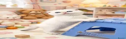 Scottish Fold gatos en venta: Preciosos gatitos Scottish Fold  - Anuncio 4