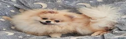 Pomerania perros en venta: Pomerania machito miniatura  - Anuncio 8