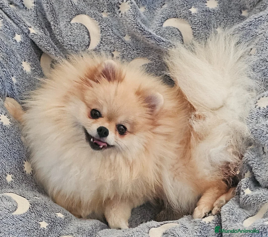 Pomerania perros en venta: Pomerania machito miniatura  - Anuncio 8