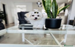 Bichón Maltés perros en venta: Bichon maltes macho tamaño pequeño - Imagen 5