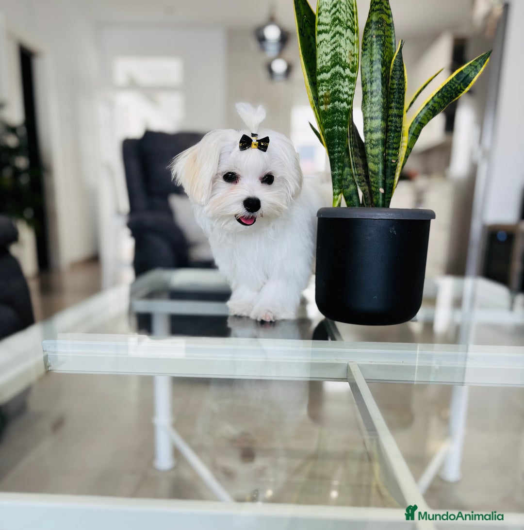 Bichón Maltés perros en venta: Bichon maltes macho tamaño pequeño - Imagen 5