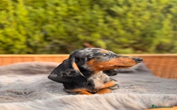 Teckel Miniatura perros en venta: camada de teckel - Imagen 6