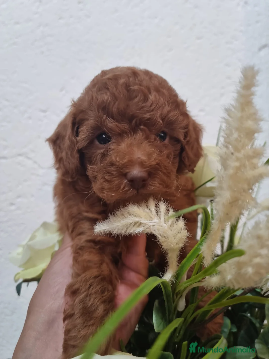 Caniche Toy perros en venta: EJEMPLARES DE CANICHE TOY  en Barcelona - Anuncio 2