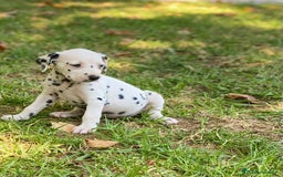 Dálmata perros en venta: Espectacular camada de dálmatas  - Imagen 7