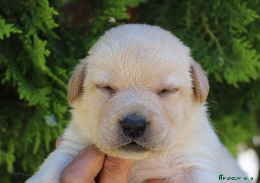 Labrador Retriever perros en venta: Cadells de LABRADOR RETRIEVER - Anuncio 2