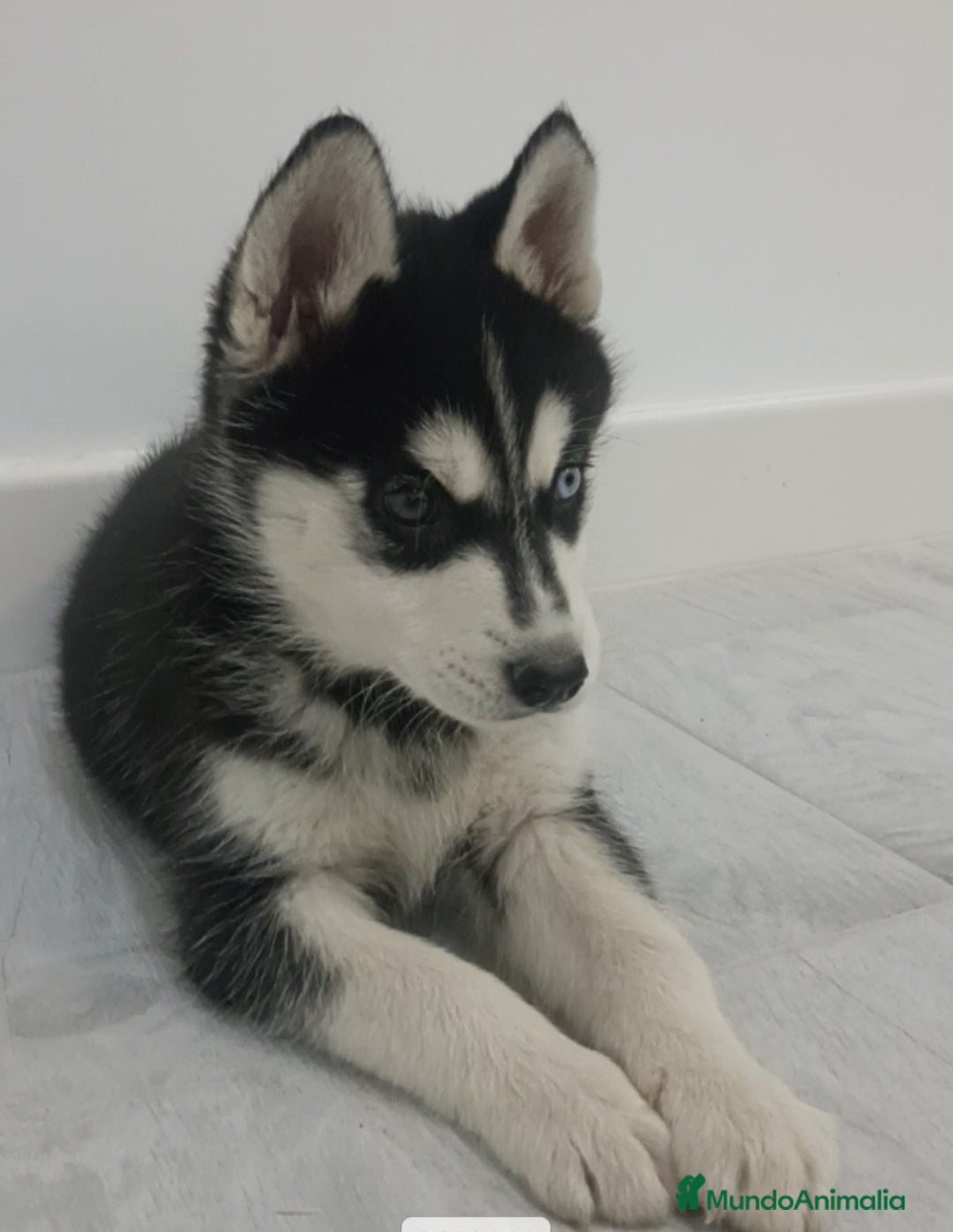 Husky Siberiano perros en venta: Husky siberianos  - Anuncio 3