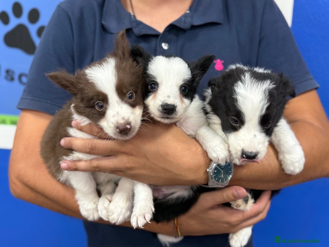 Border Collie perros en venta: Cachorros Border Collie 450€ ¡PRECIO REAL! - Anuncio 3