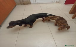 Teckel Miniatura perros en venta: Teckel Miniatura  - Imagen 7