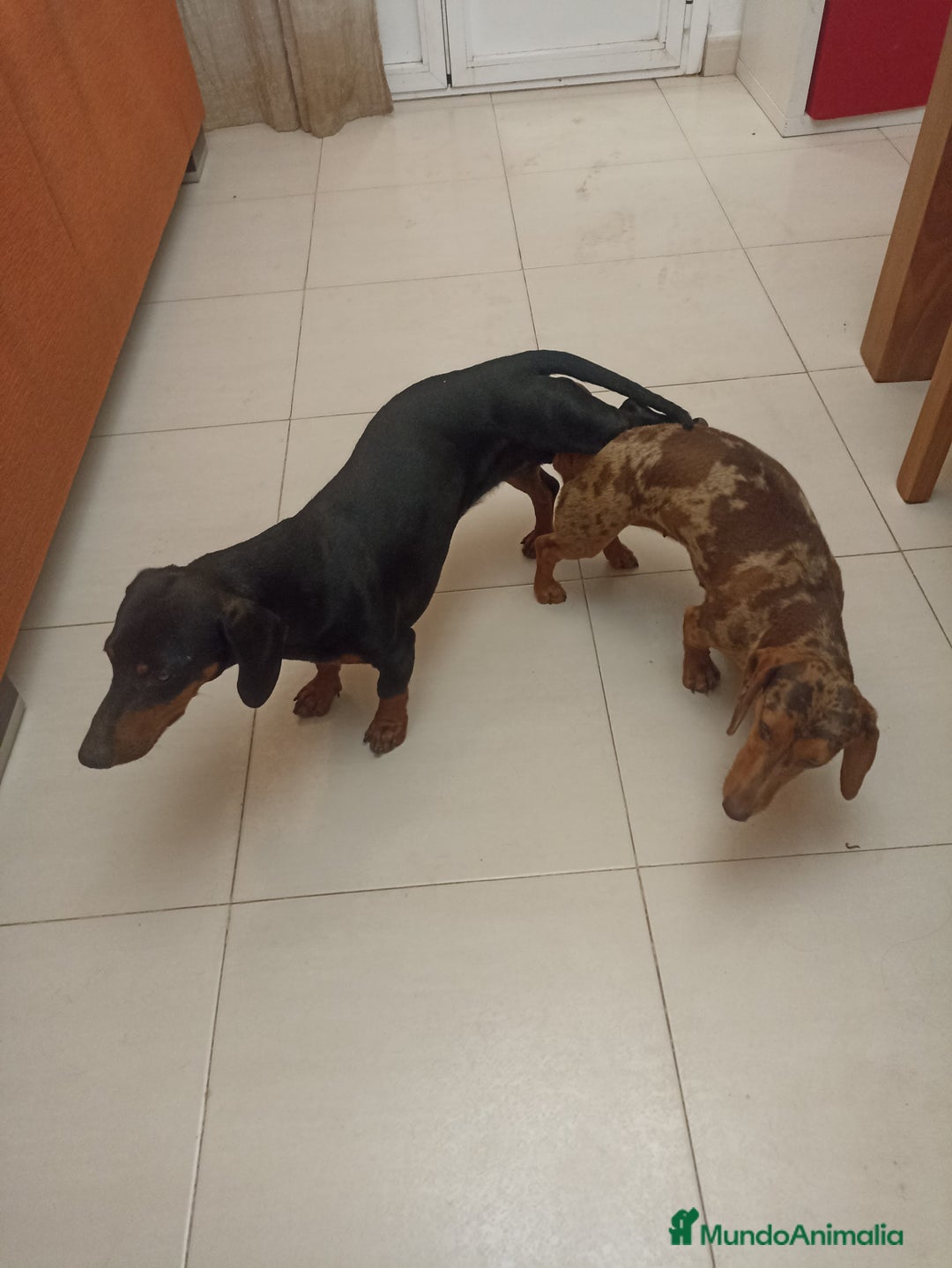 Teckel Miniatura perros en venta: Teckel Miniatura  - Imagen 7