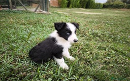Border Collie perros en venta: Último cachorro border collie! - Imagen 6