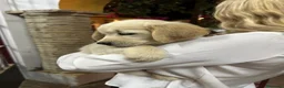 Golden Retriever perros en venta: Cachorros Golden Retriver - Anuncio 4