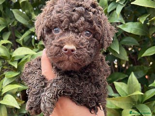 Perro de Agua Español perros Perro de aguas español - Anuncio 2