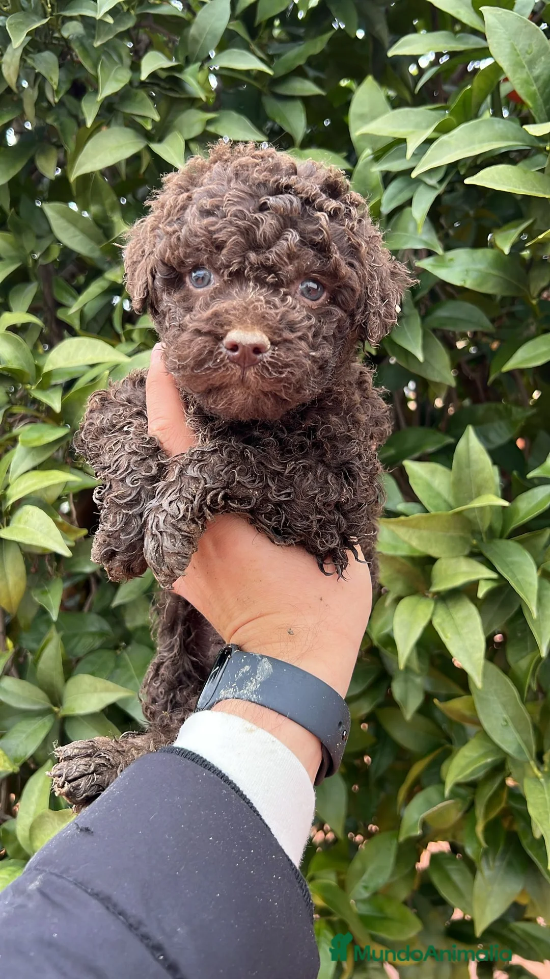 Perro de Agua Español perros en venta: Perro de aguas español - Anuncio 1