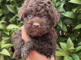 Perro de Agua Español perros Perro de aguas español - Anuncio 2