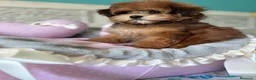 Maltipoo perros en venta: Maltipoo Toy muy bonita con vacunación completa!! - Anuncio 3
