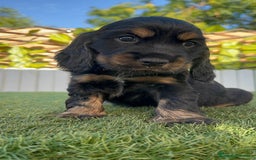 Cocker Spaniel Inglés perros en venta: COCKER SPANIEL INGLES - Imagen 16