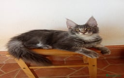 Maine Coon gatos en venta: Maine Coon  - Imagen 1